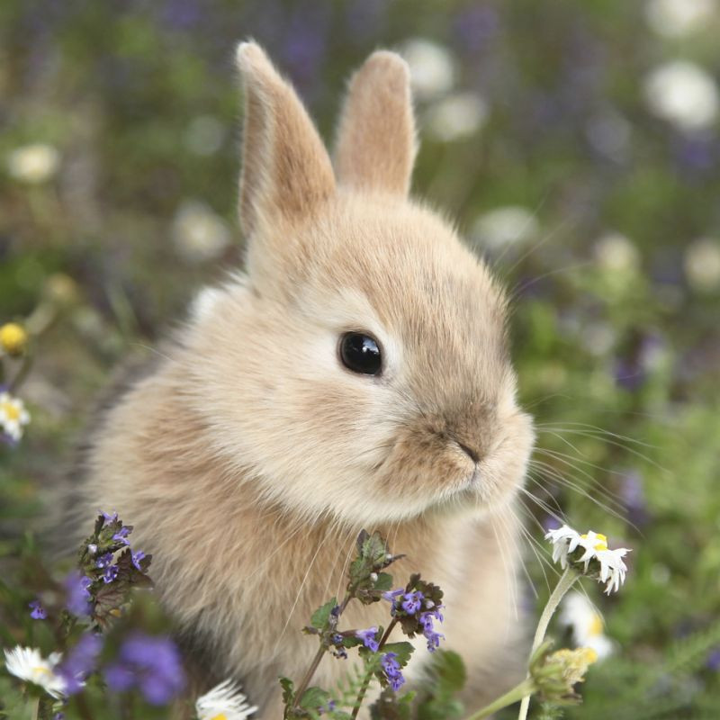 Osterserviette Hase im Feld 33 x 33 cm 3 lagig kaufen